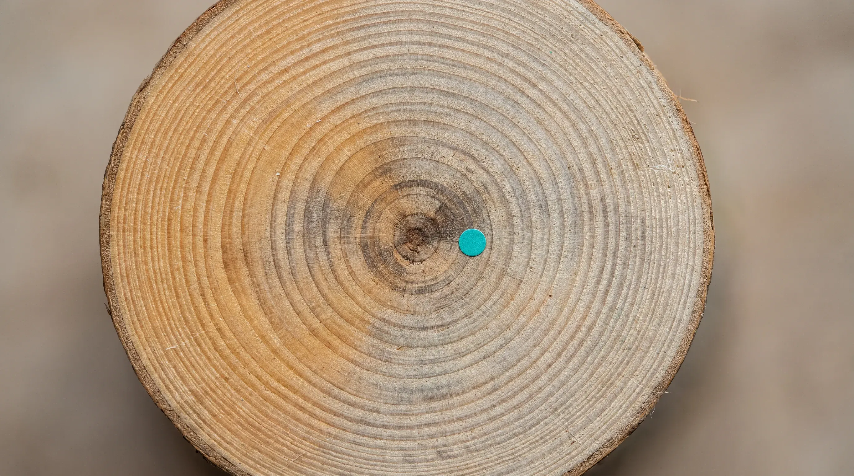 Macro cross-section of a young tree trunk showing its concentric annual growth rings in warm wood tones, with a small turquoise marker resting on one inner ring.